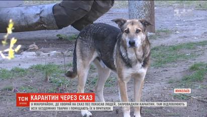 Уже 12 инфицированных: из-за бешенства в микрорайоне Николаева ввели карантин