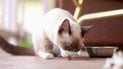 Чи можна коту давати яйця