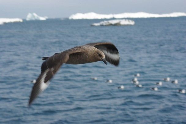 Буревісник / © НАНЦ