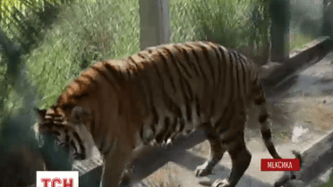 Бенгальского тигра уже месяц разыскивают власти Мексики