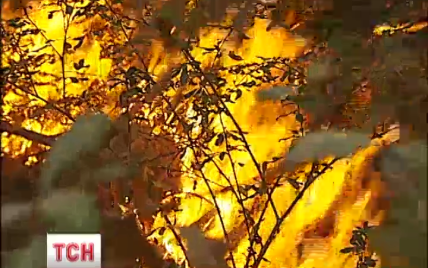 Масштабна лісова пожежа під Києвом могла статися через підпал