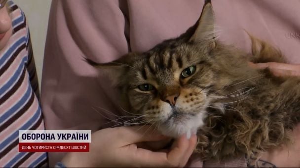Врятований мейн-кун Макс вже з господарями / © 