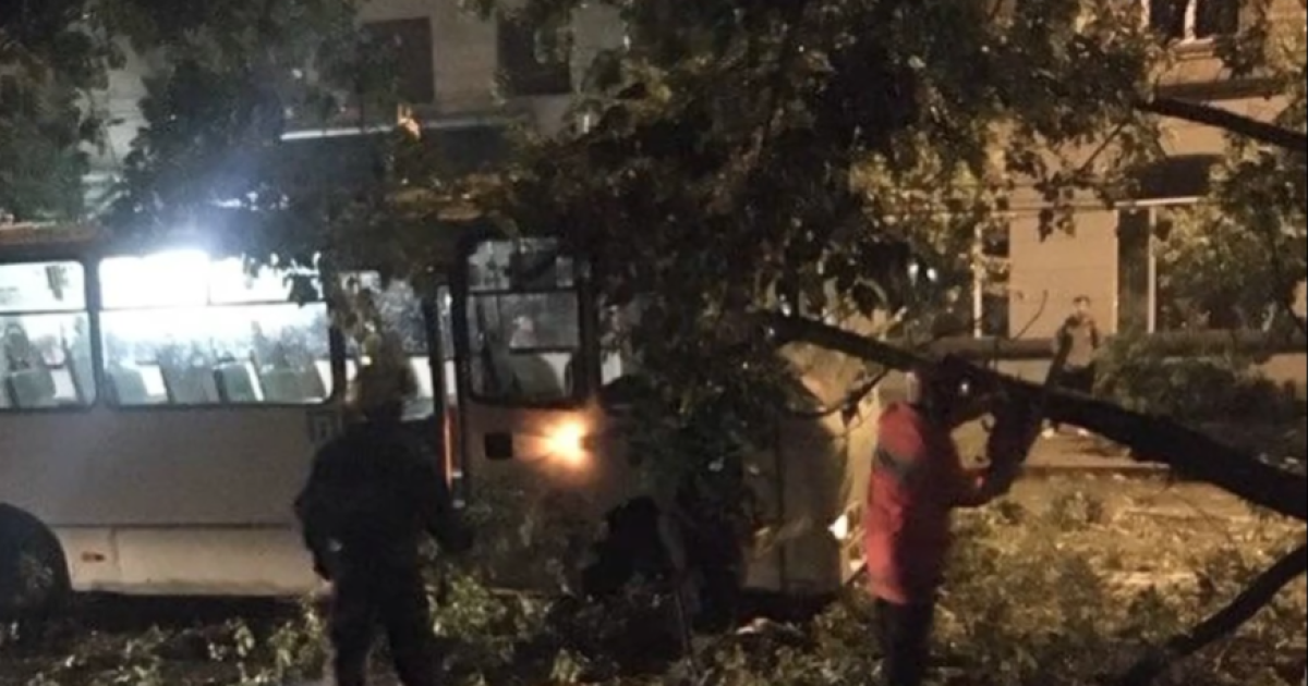 У Києві на Лук’янівці дерево впало на маршрутку / © Київ Оперативний