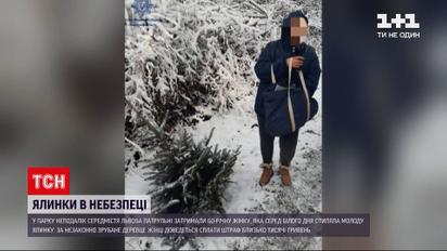 Новини Львова: у середмісті 60-річна жінка спиляла молоду ялинку