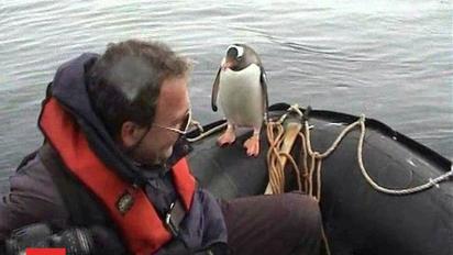 Пінгвін врятувався від косаток, застрибнувши у човен полярників
