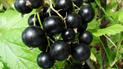 Чим обробити смородину, щоб ягоди були солодкими