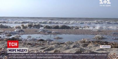 Новости Украины: медузы на украинских курортах - возможно ли там отдыхать