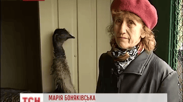 Экзотическая птица стал отрадой для матери, потерявшей сына в зоне АТО