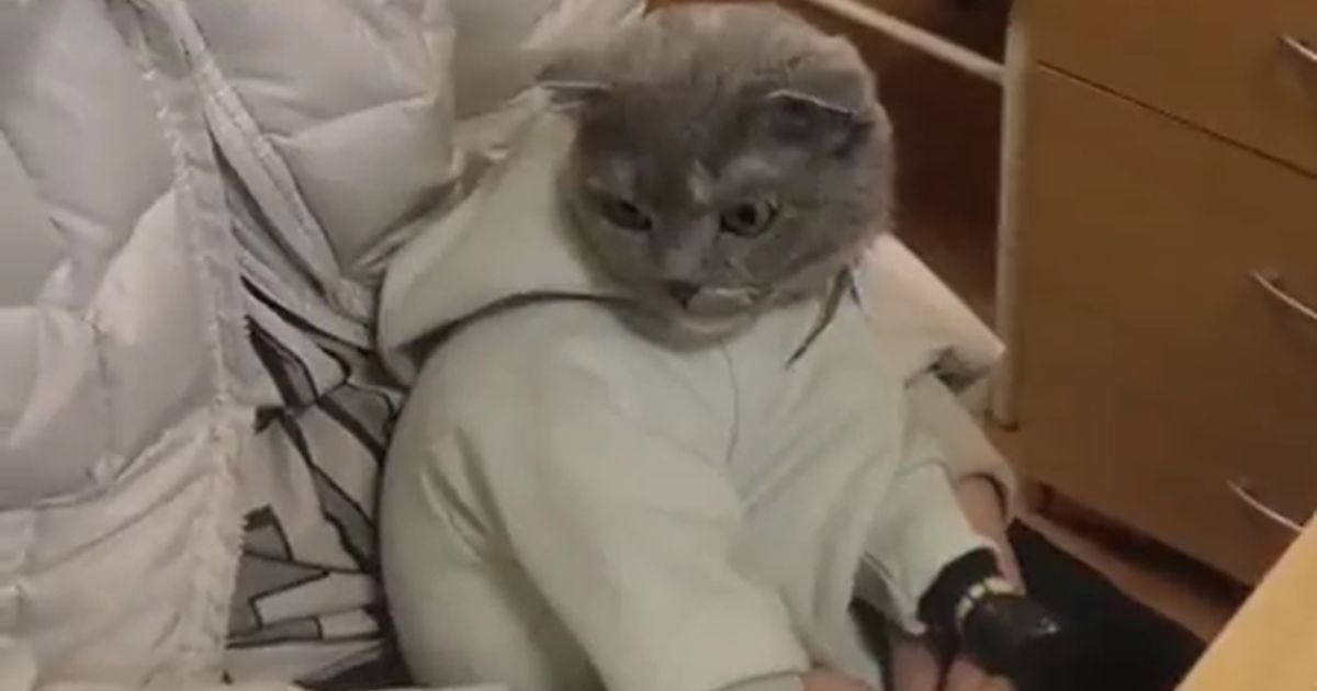 Росіянка використовувала кота в одязі немовляти для скоєння злочинів: відео