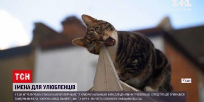 У США оприлюднили список найпопулярніших і найоригінальніших імен для домашніх улюбленців