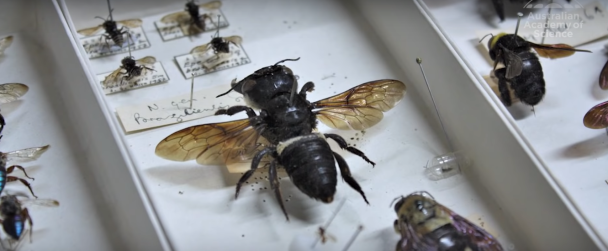  / © скриншот с видео