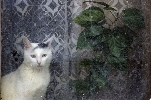 На Україну суне сильне похолодання і заморозки: де та коли опуститься температура