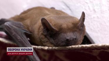 Летучие мыши атакуют квартиры из-за приближения холодов!