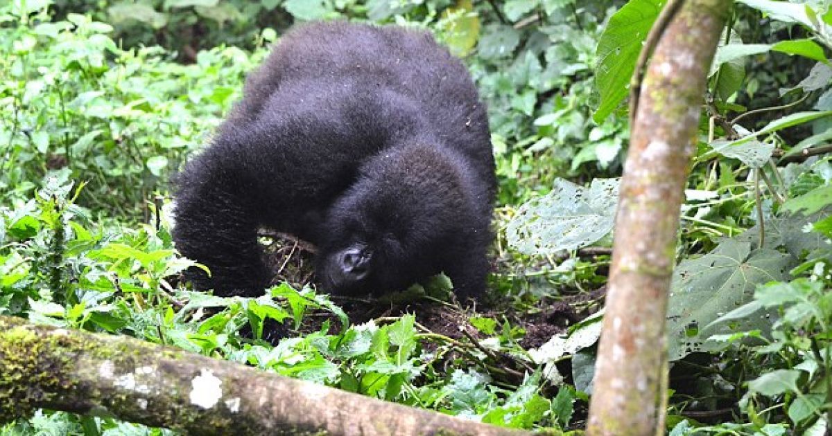 Вальс гориллы. В Сети появилось видео танцев млекопитающего