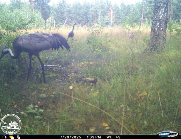 Журавель сірий — обережний господар боліт / © Чорнобильський радіаційно-екологічний біосферний заповідник