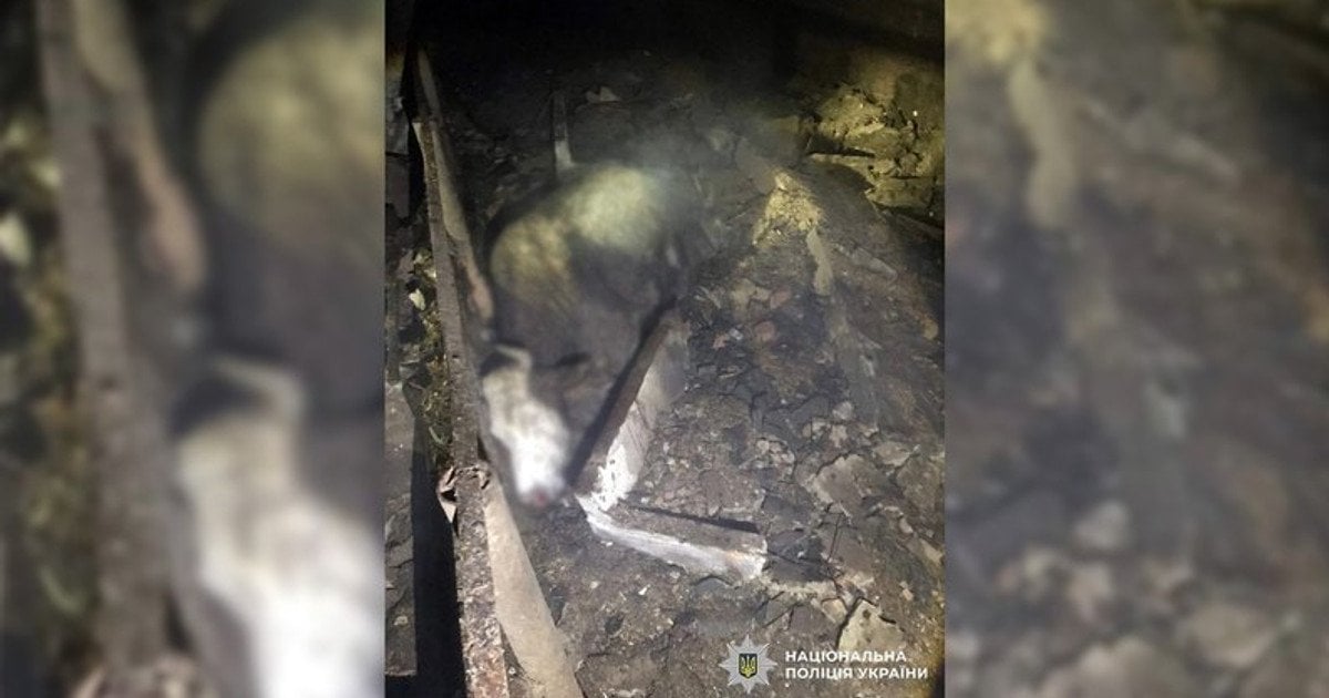 Російські дрони розбили фермерське господарство, є загиблі тварини.