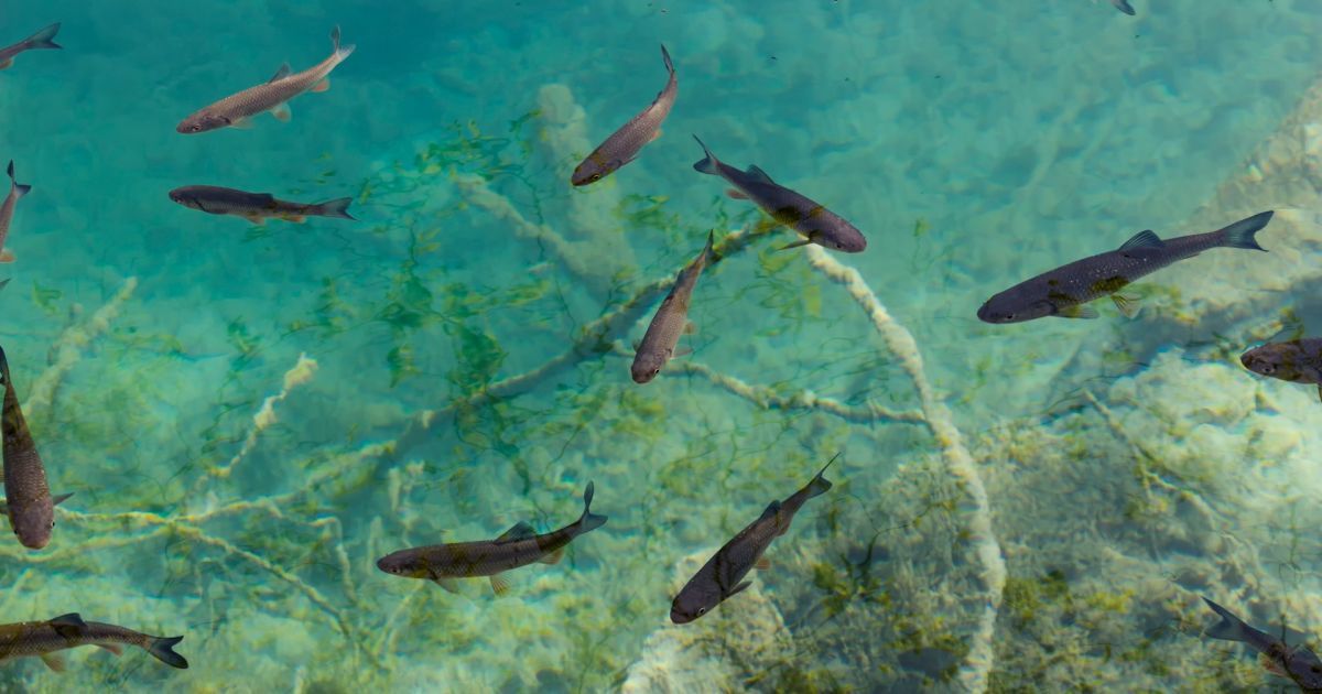 Пресноводные виды под угрозой исчезновения