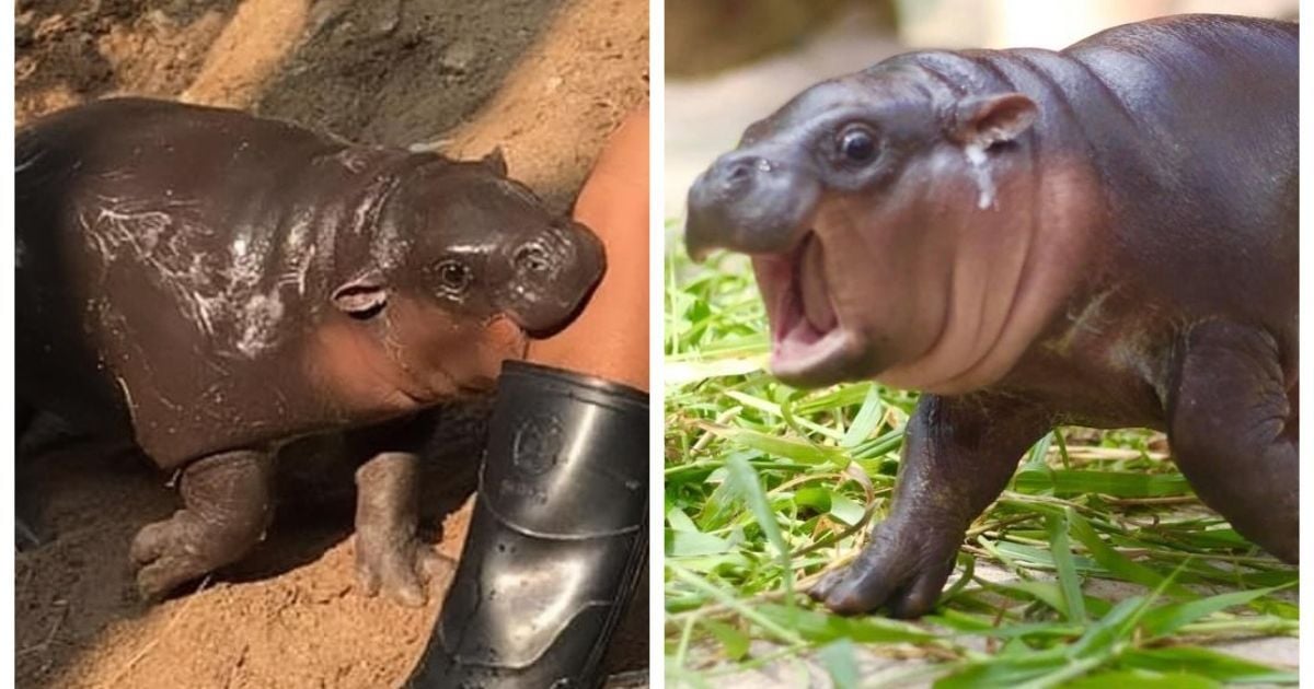 Бегемот Му Денг / Фото: instagram.com/khamoo.andthegang