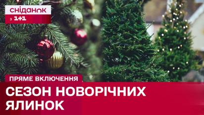 Новорічний настрій у продажу! Скільки коштують новорічні ялинки