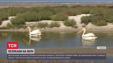 Пеликаны на свободе: владельцы одесского ресторана отпустили птиц