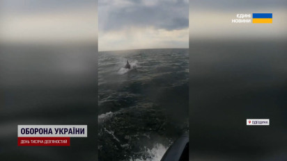 Дельфины помогают пограничникам патрулировать Черное море!