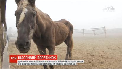 Лошади, собаки, кошки, аисты: семья из Черниговщины спасает брошенных животных