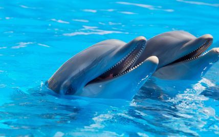 Во Франции запретили держать дельфинов в неволе