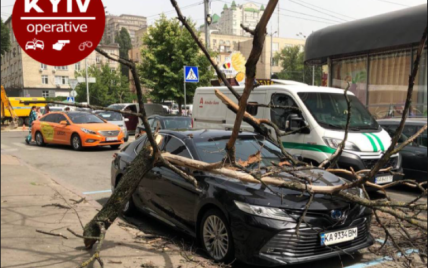 В Киеве на припаркованную машину упала огромная ветка
