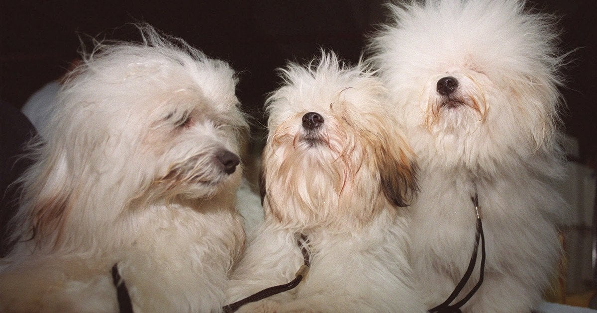 Три білі собаки