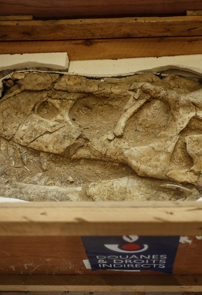 Окаменелость представляет собой близкого родственника тираннозавра