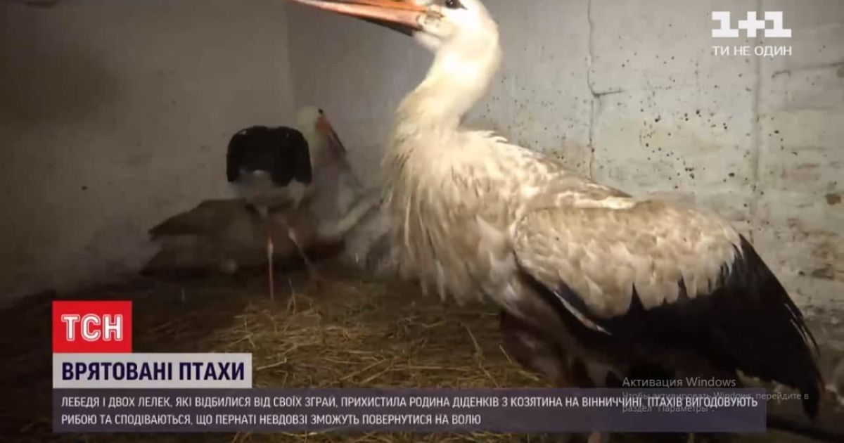 Врятовані птахи: у Вінницькій області на приватному подвір'ї знайшли прихисток два лелеки та лебідь