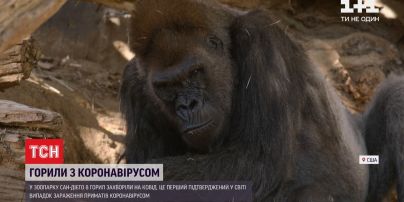 Перший у світі випадок: в американському зоопарку горили захворіли коронавірусом
