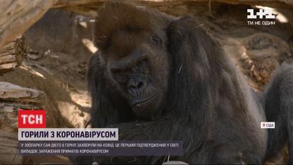 Первый в мире случай: в американском зоопарке гориллы заболели коронавирусом