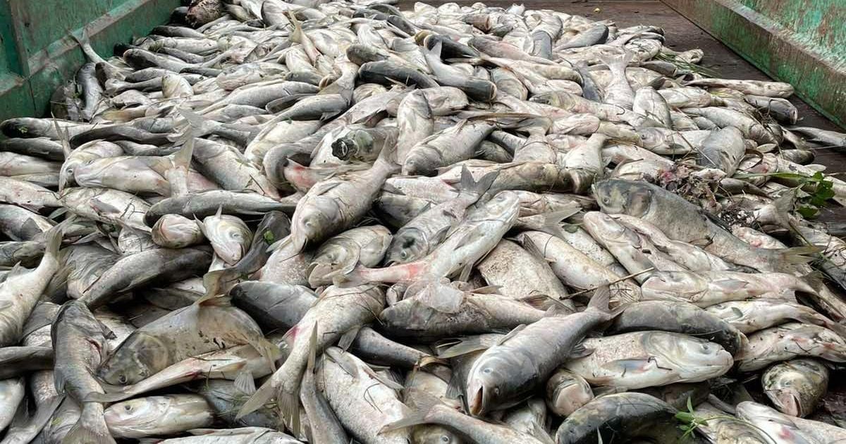 На озере под Киевом зафиксировали массовый мор рыбы: местные власти не исключают "естественные факторы" (фото)