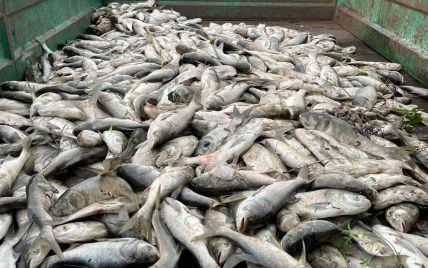 На озере под Киевом зафиксировали массовый мор рыбы: местные власти не исключают "естественные факторы" (фото)