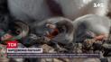 Украинский биолог показал видео рождения пингвинят