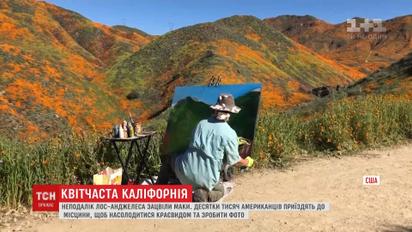 В Калифорнии расцвело рекордное количество маков