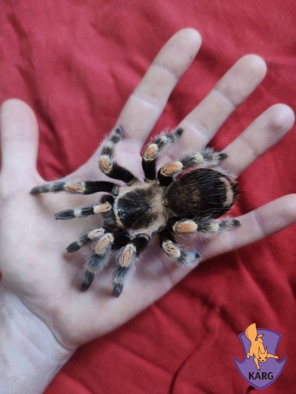 Знайдений павук / © Kyiv Animal Rescue Group