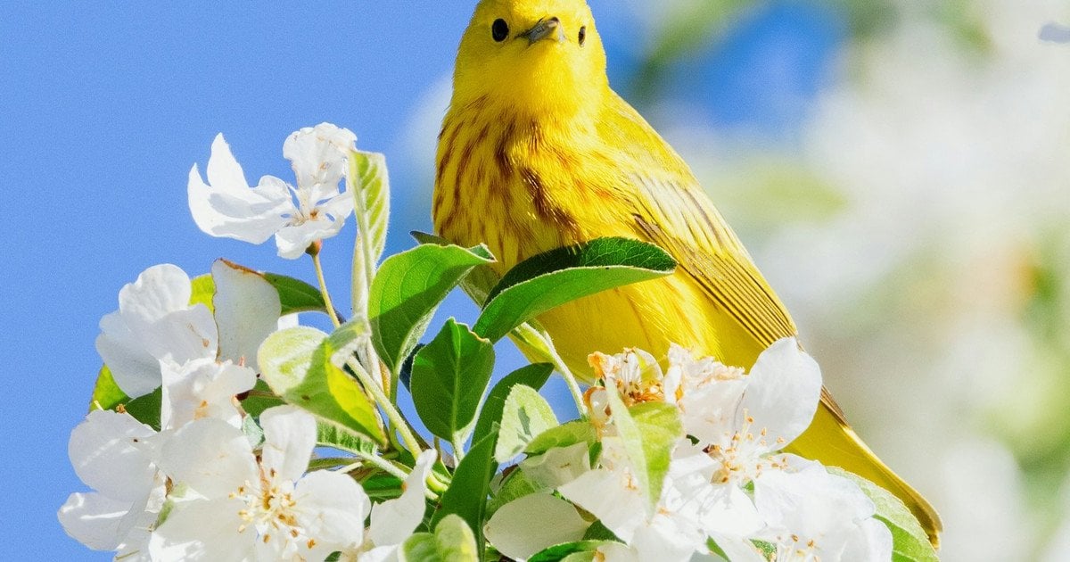 Птах душі за днем народження