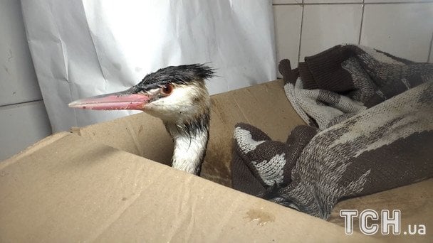 В Одеському зоопарку фахівці рятують птахів / © ТСН