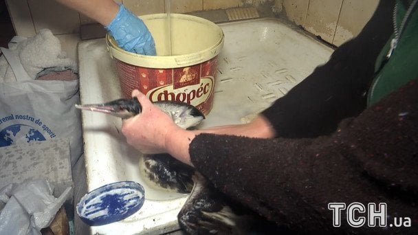 В Одеському зоопарку фахівці рятують птахів / © ТСН