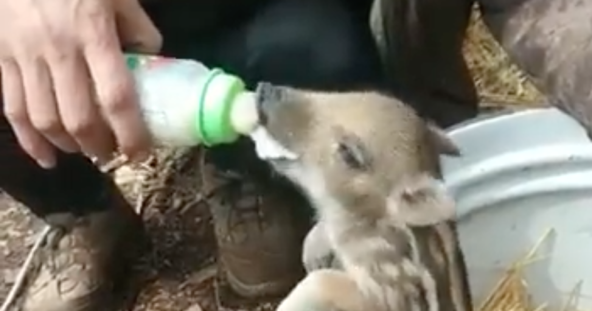Скриншот з відео