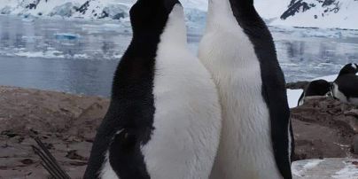 Українські полярники розповіли про бебі-бум в Антарктиді