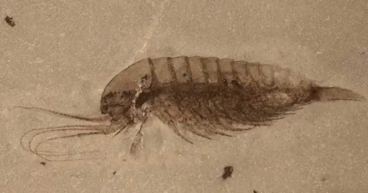 Мільйони крихітних ракоподібних висаджуються на берег Червоного моря Фото ілюстративне