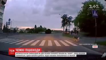Кадри, на яких двоє песиків перебігають дорогу пішохідним переходом, підкорюють Мережу
