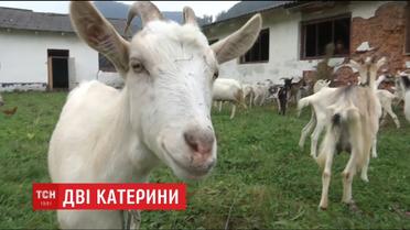 Переселенка из Донбасса и жительница Львовщины основали козью ферму, где делают сыры