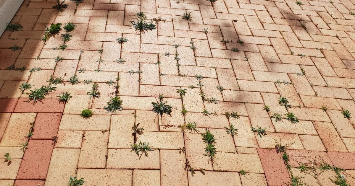 Сорняки на брусчатке