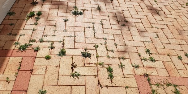 Як позбутися трави між бруківкою в домашніх умовах