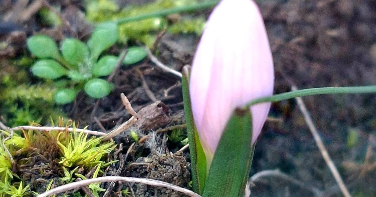 На Одещині розпустився пізньоцвіт анкарський