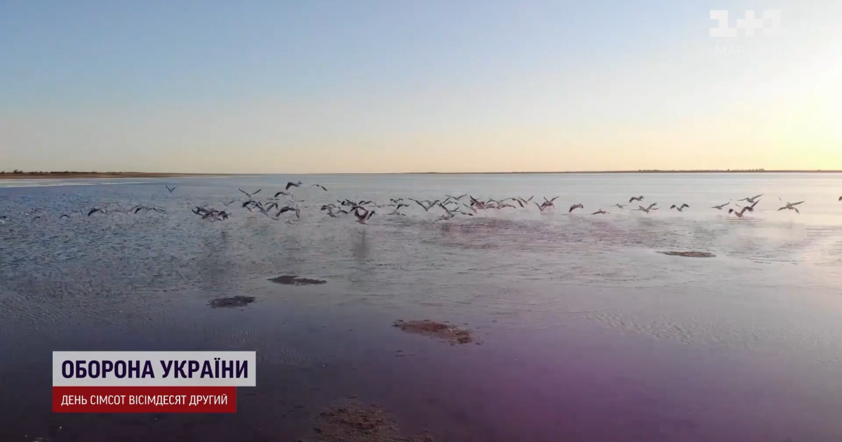 Птахи